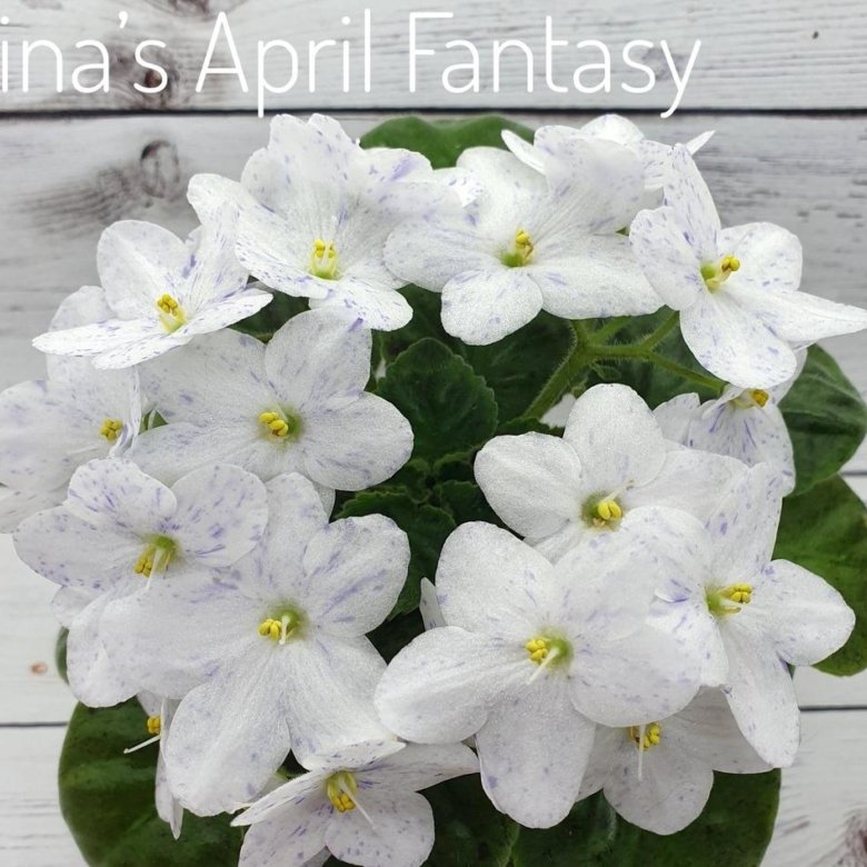 Фиалка tina s april fantasy фото и описание сорта