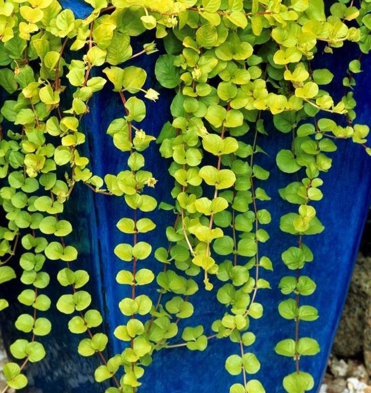 Lysimachia Golden foliage