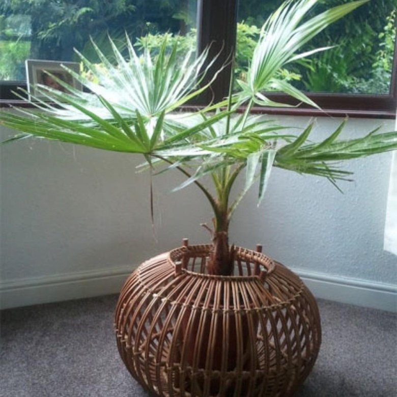 Вашингтония нитеносная молодые растения – купить в Красноярске, цена ...