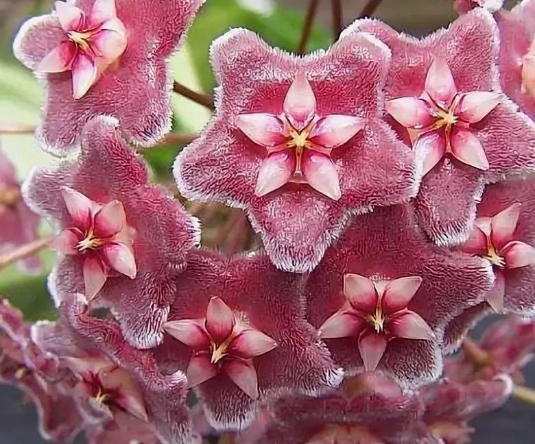 Hoya Amrita Pink