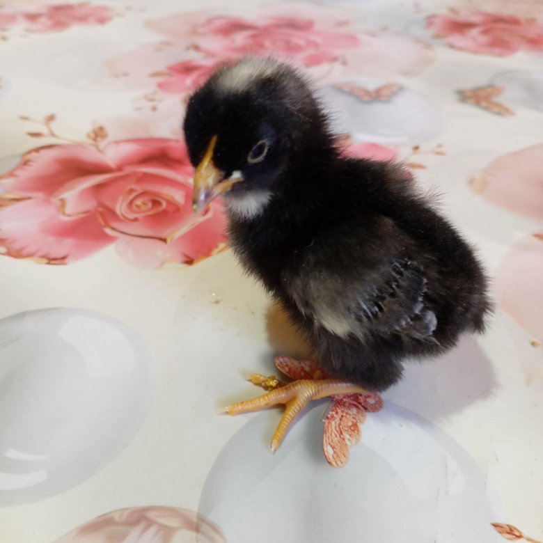 Цыплят микс породистых кур – купить в Мариинском Посаде, цена 170 руб ...