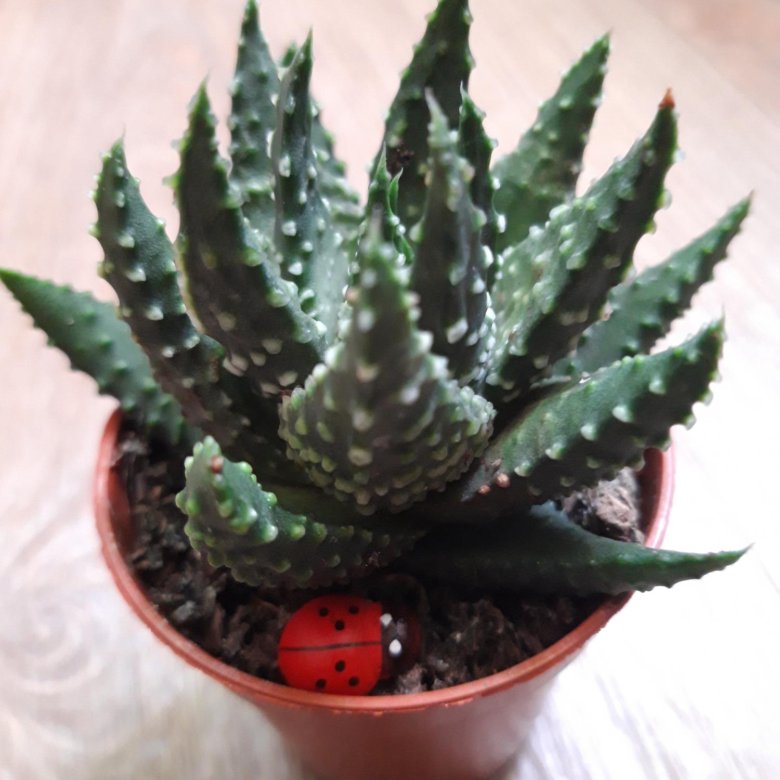 Хавортия ,кактус Astrophytum Ornatum – купить в Симферополе, цена 300 ...