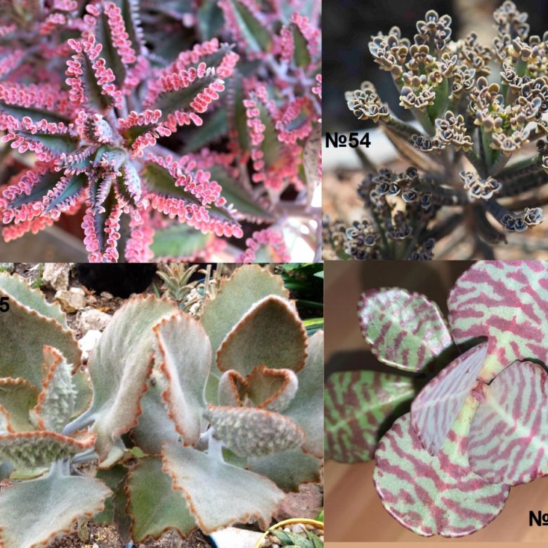 Суккуленты 1 часть. – купить в Москве, цена 100 руб., дата размещения ...