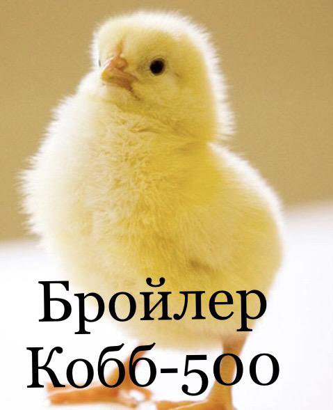 Цыплята Бройлер Кобб-500 – купить в Эне, цена 75 руб., дата размещения ...