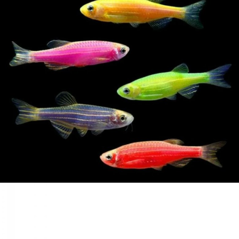 Данио живородящие или нет. Данио живородящие или нет. Данио живородящие или нет. Данио тигровый. Данио живородящие или нет.