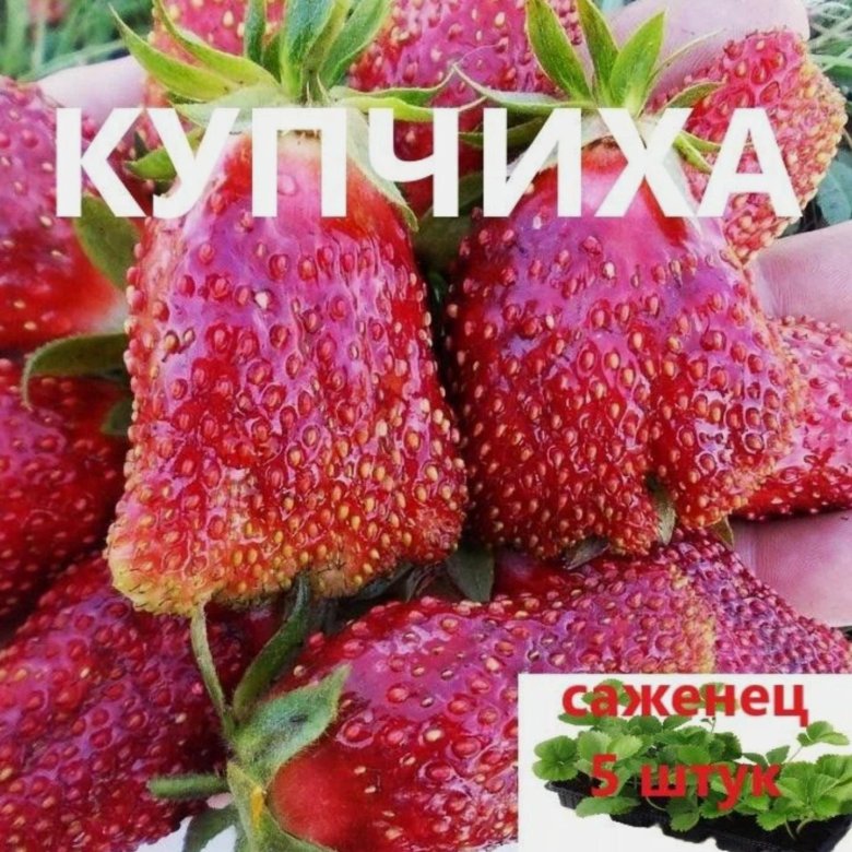 Сорт Земляники Купчиха Фото И Описание