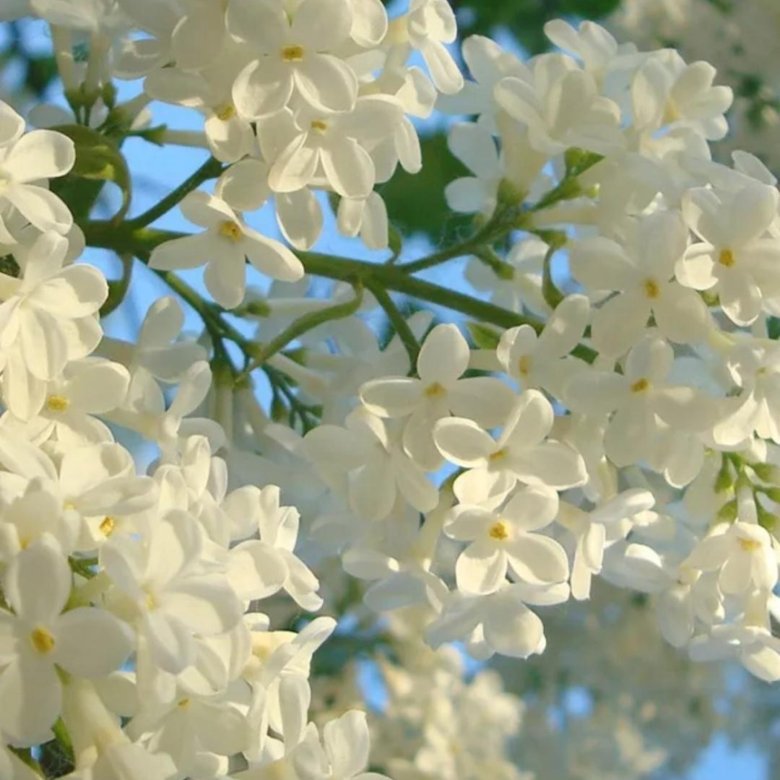 Красивые цветы фото сирень белая