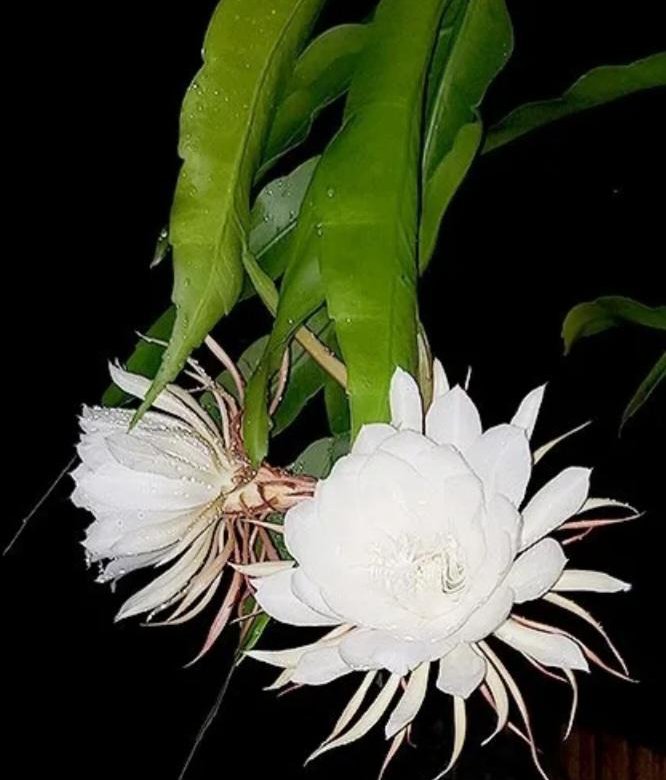 Лесной кактус Эпифиллум царица ночи – купить в Москве, цена 100 руб ...