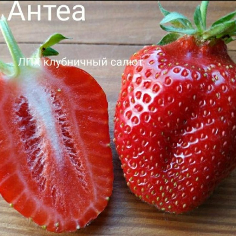 Рассада клубники – купить в Москве, цена 150 руб., дата размещения: 17. ...