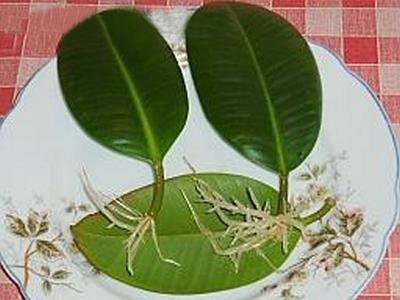 Как размножить фикус крупнолистный в домашних условиях листом фото пошагово