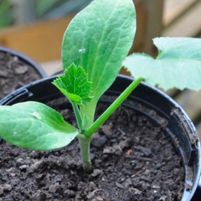 Всходы рассады кабачков. Кабачки рассада. Рассада патиссонов. Кабачка взошел. Бактериоз у рассады тыквы.