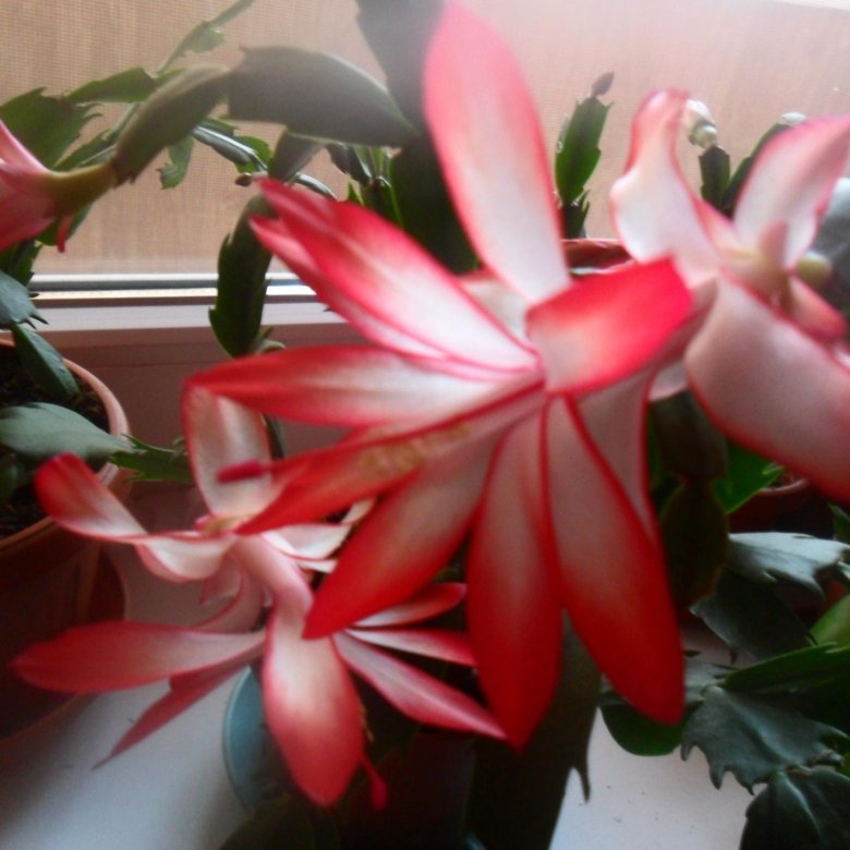 Декабрист Отростки укоренённые Неск шт – купить в Липецке, цена 250 руб ...