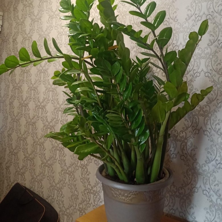 Zamioculcas долларовое дерево