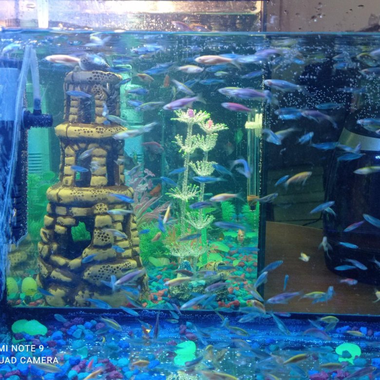 Аквариумные рыбки Данио – купить в Магадане, цена 150 руб., дата ...