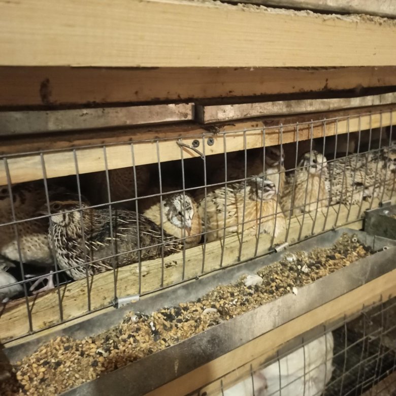 Продам перепелов – купить в Новосибирске, цена 250 руб., дата ...