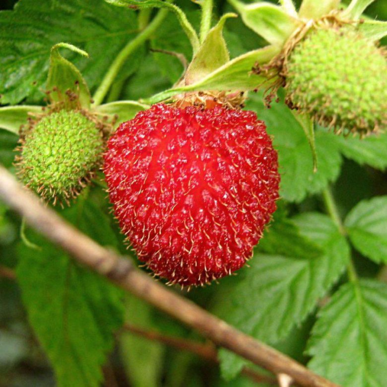 Малинника ягода фото и описание