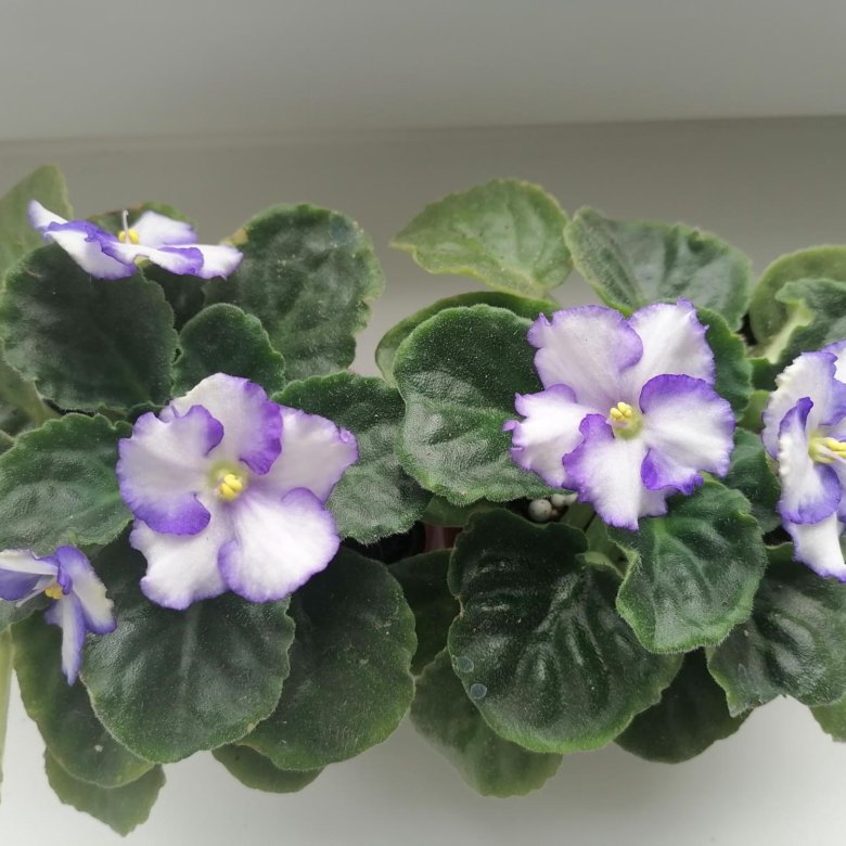 Фиалка. – купить в Подольске, цена 100 руб., продано 4 ноября 2023 ...