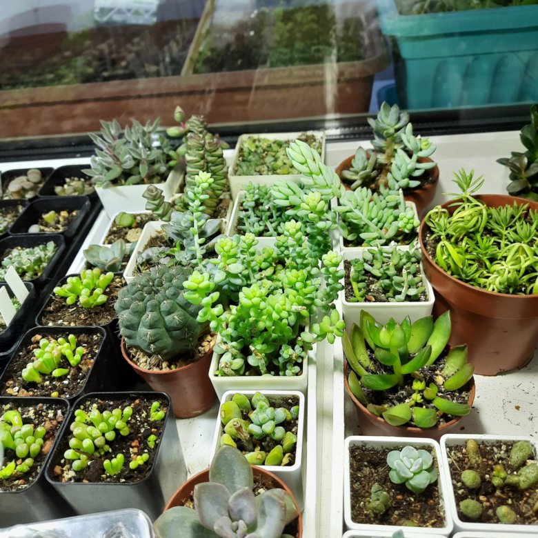 Суккуленты разные – купить в Кемерове, цена 250 руб., дата размещения ...