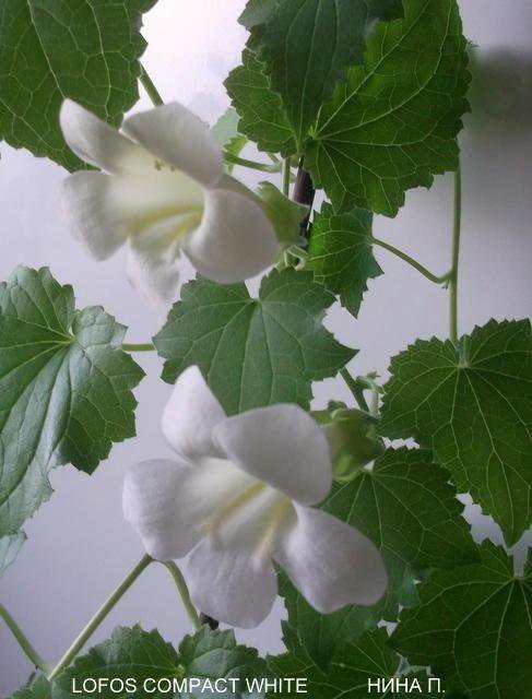Лофос цветок фото и описание выращивание и уход