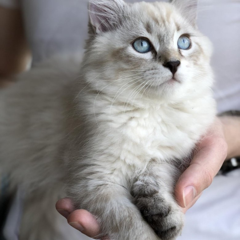 авито вологда котята. приобрести котенка в добрые руки. котята вологда. аджарская, короткошерстная кошка котята. питомник британцы вологда.