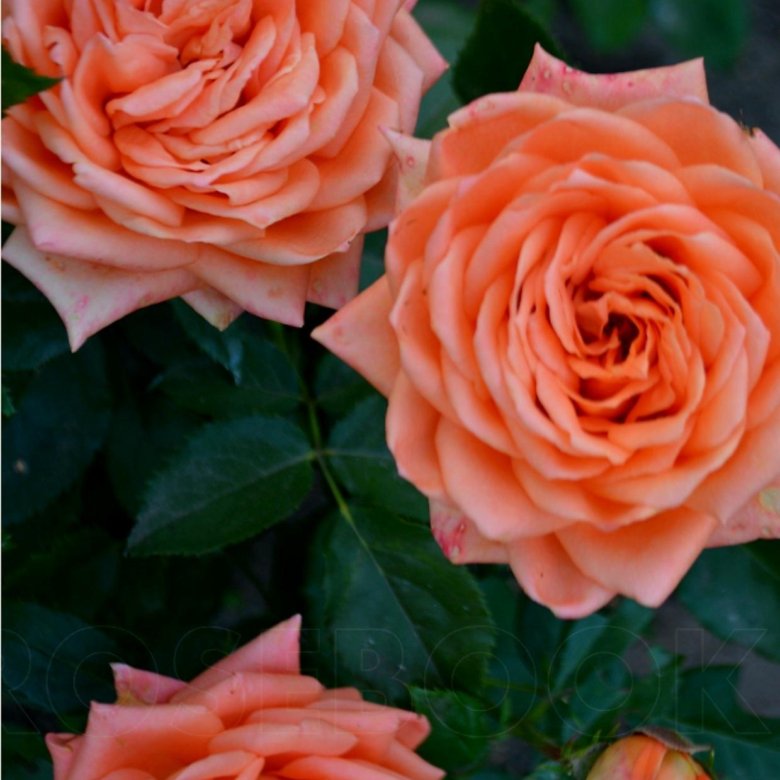 Фото и описание розы эльдорадо
