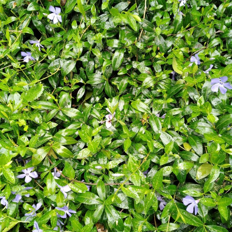 Почвокровное растение/ барвинок, очиток/ – купить в Москве, цена 50 руб ...