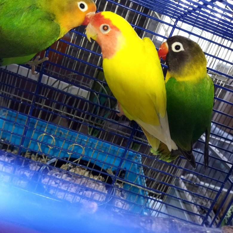 Неразлучники – купить в Симферополе, цена 1 000 руб., дата размещения ...