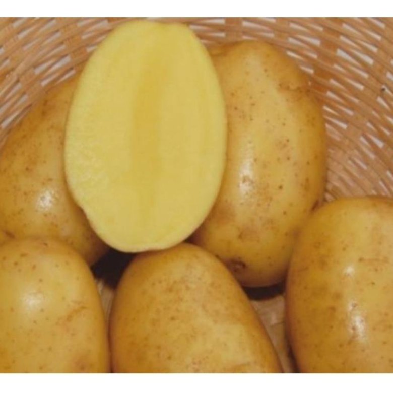 Картофель вега описание сорта характеристика урожайность. Сорт картофеля Вега. Картофель семена Вега. Сорт картошки Вега. Ранние сорта картофель Вега.