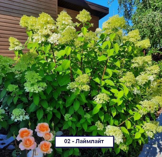 Гортензия – купить в Челябинске, цена 400 руб., дата размещения: 05.08. ...