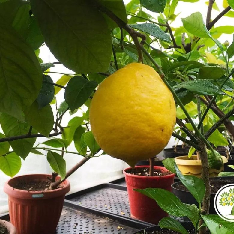 MInitrees Lemon - гибридные мини-деревья – купить в Москве, цена 149 ...
