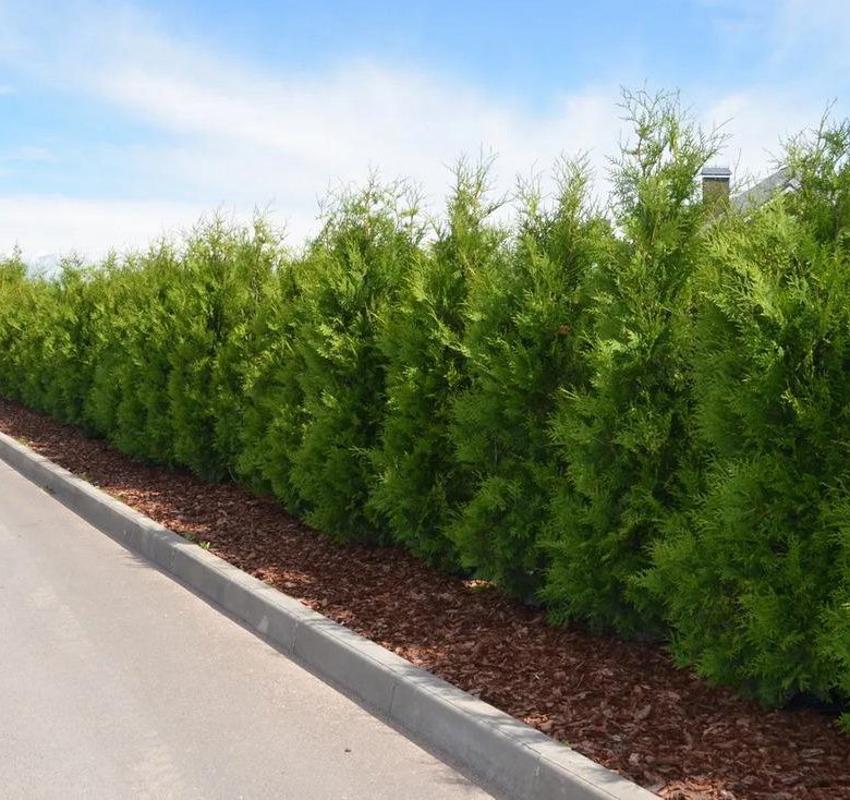 Саженцы туи брабант brabant thuja – купить в Москве, цена 399 руб ...