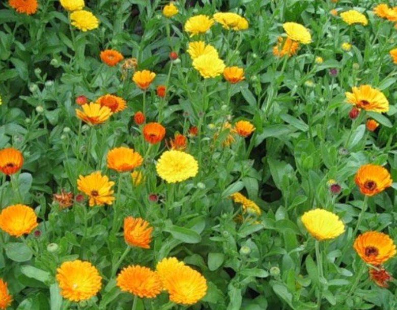Посеять календулу. Календула и бархатцы. Красиво посадить календулу. Календула цитронгельб. Выращивание календулы.