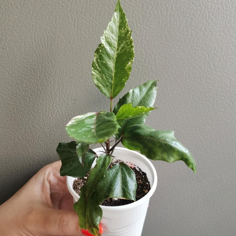 Комнатные растения – купить в Екатеринбурге, цена 100 руб., дата ...