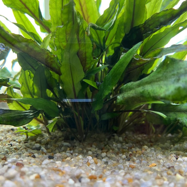 Аквариумные растения – купить в Красногорске, цена 150 руб., дата ...