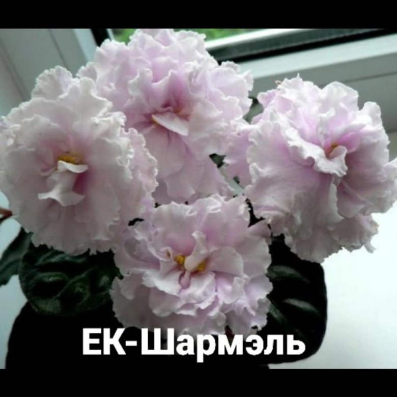 Сорт фиалки ек-шармель. Сорт фиалки ек-шармель. Шармель сенполия. Фиалка ек белая королева спорт. Фиалка ек утренняя свежесть.