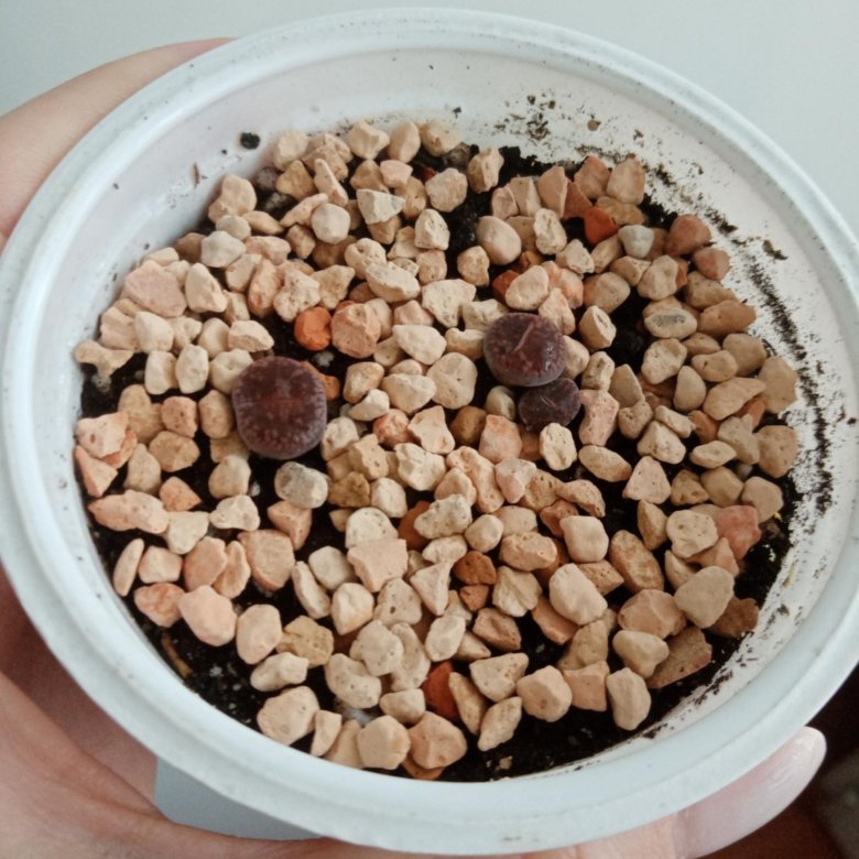 Комнатное растение – купить в Новокузнецке, цена 300 руб., дата ...