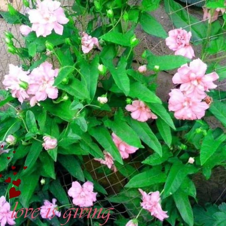 Калистегия плющелистная flore pleno описание. Калистегия махровая флоре плено. Калистегия плющелистная flore pleno описание. Калистегия махровая - calystegia hederifolia plena. Калистегия плющелистная flore pleno описание.