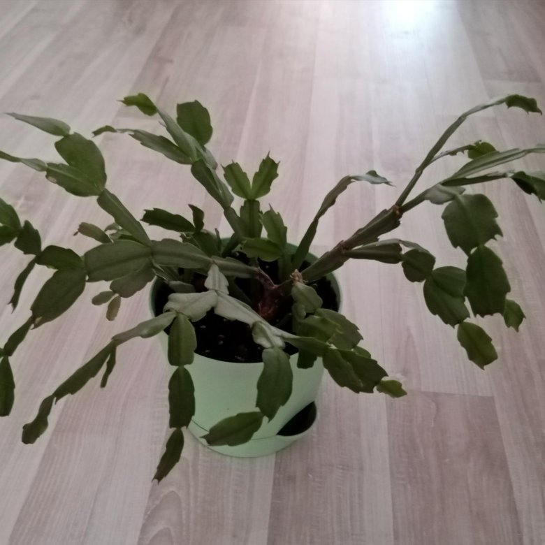 Декабрист. Шлюмбергера – купить в Москве, цена 100 руб., дата ...