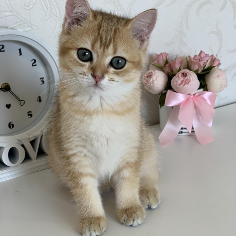 Шотландская прямоухая - котенок, золотая шиншилла – купить в Москве ...
