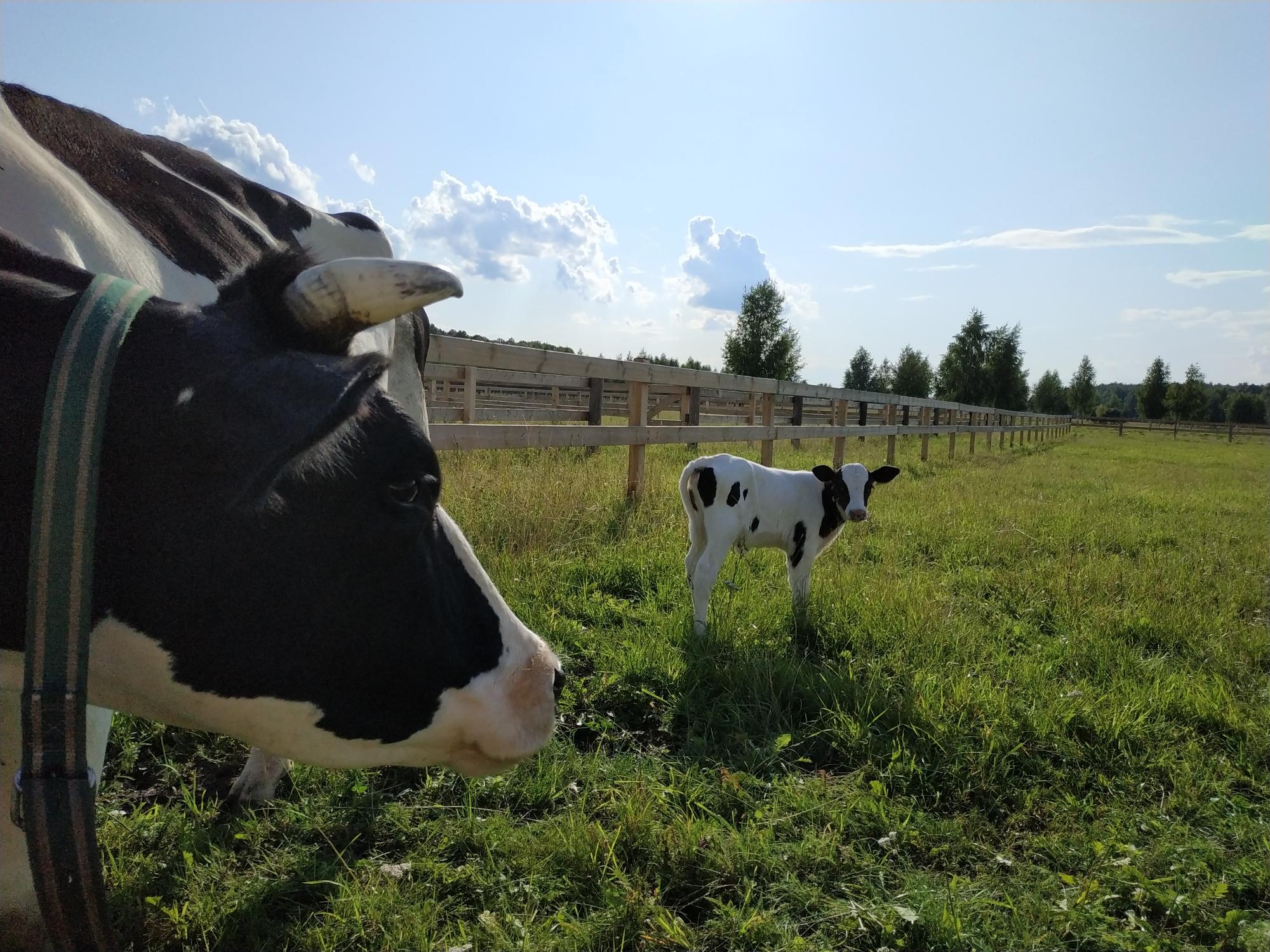 Корова дойная молочная Голштинской породы. - фотография № 1