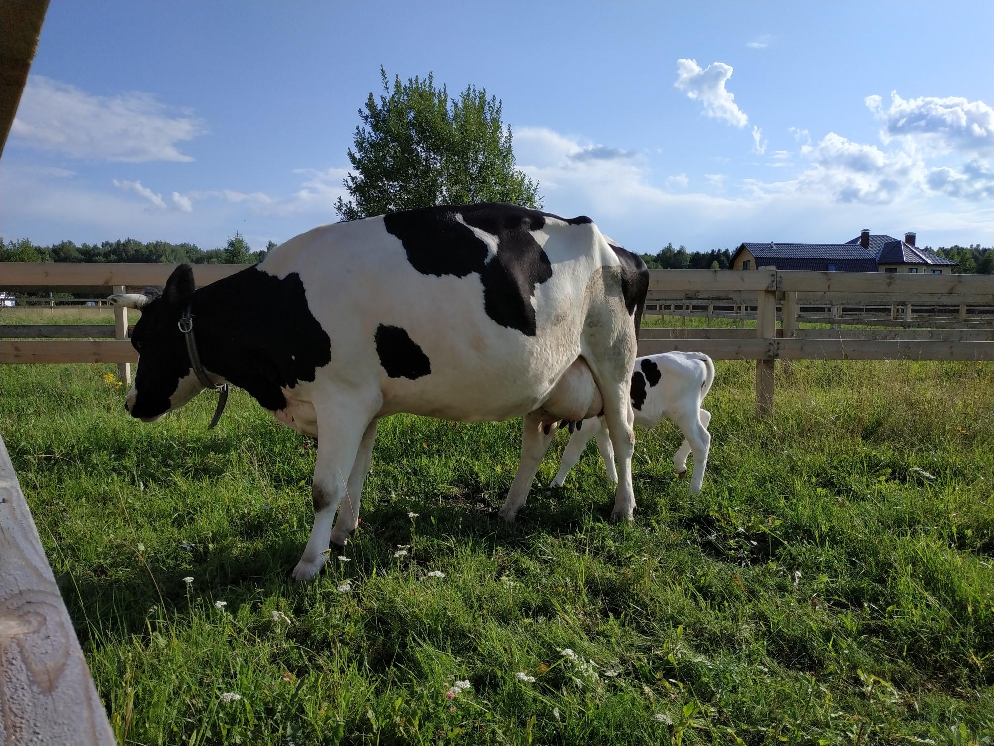 Корова дойная молочная Голштинской породы. - фотография № 3