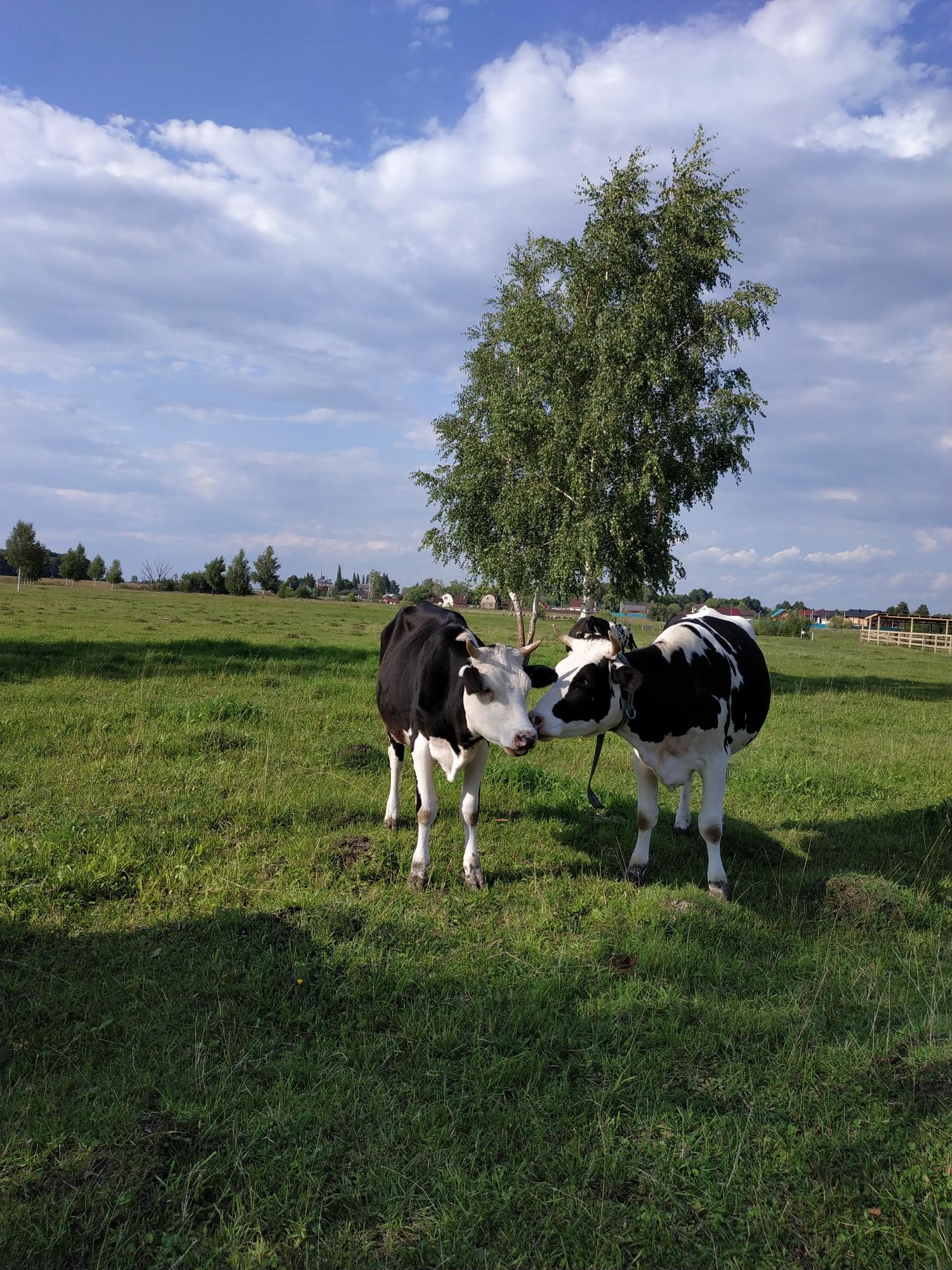Корова дойная молочная Голштинской породы. - фотография № 4