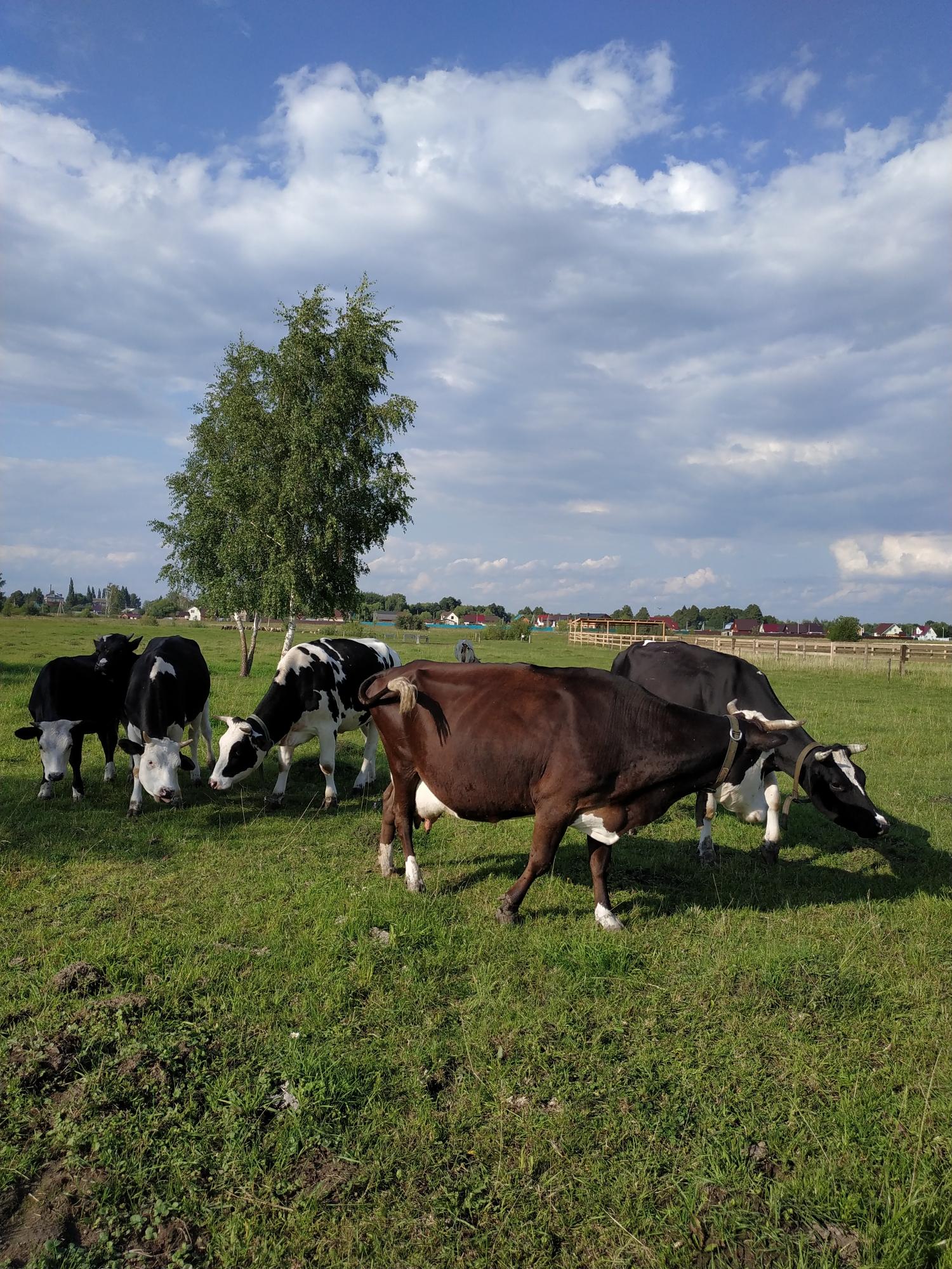 Корова дойная молочная Голштинской породы. - фотография № 6