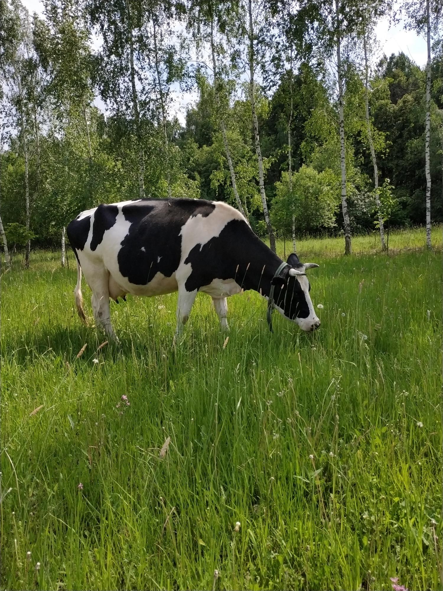 Корова дойная молочная Голштинской породы. - фотография № 9
