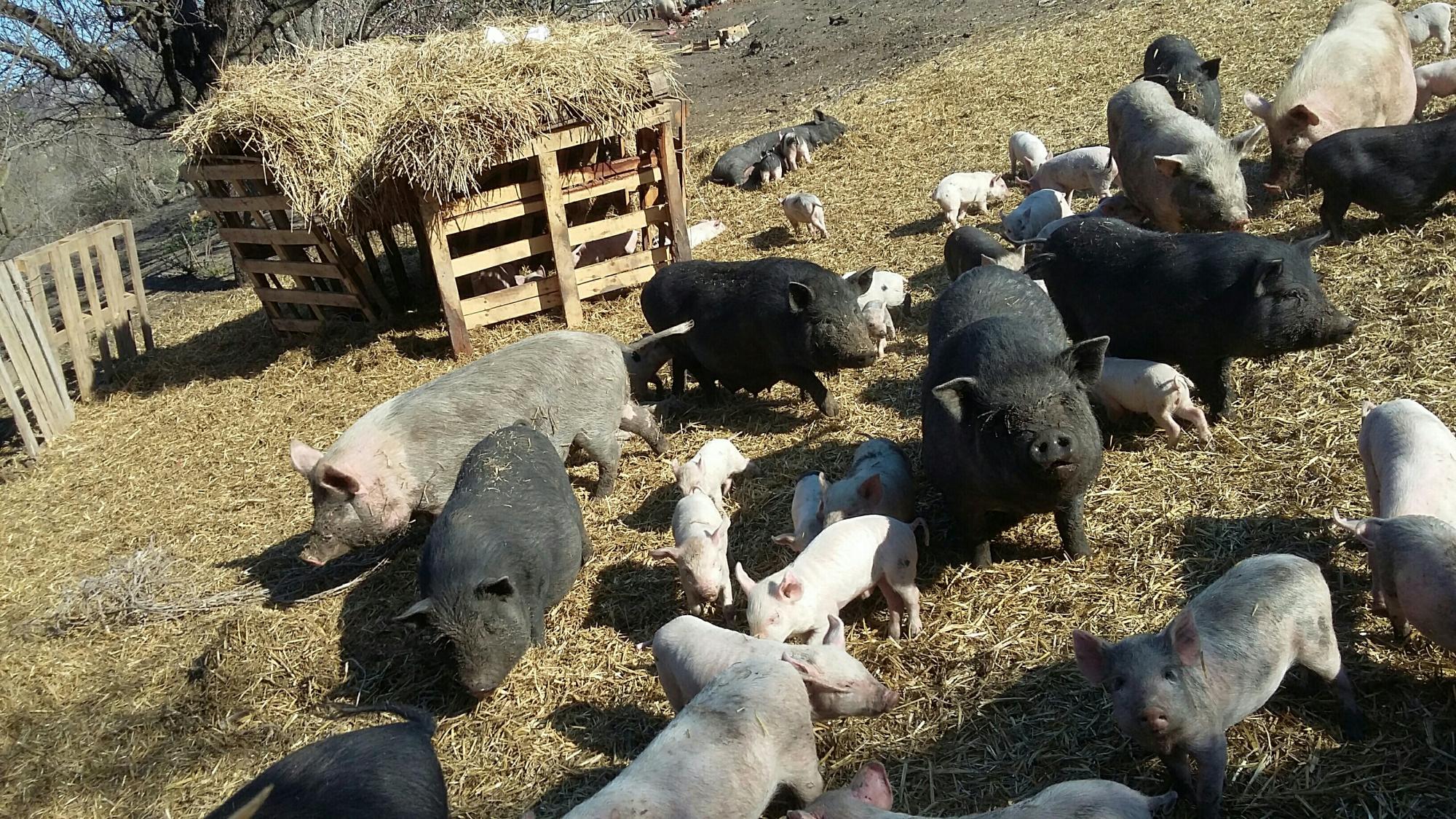 Модульные мини-фермы для откорма свиней в наличии и на заказ, Санкт-Петербург
