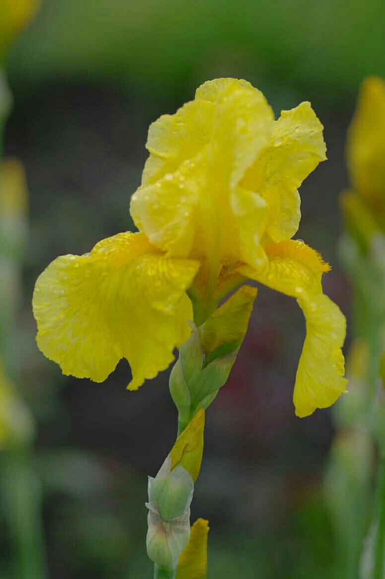 Iris 0.5 1