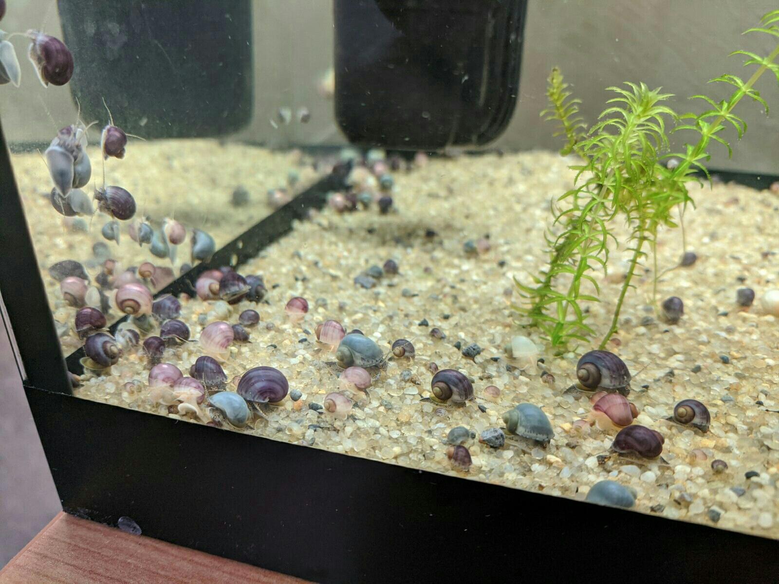 Как выглядят яйца улиток в аквариуме фото