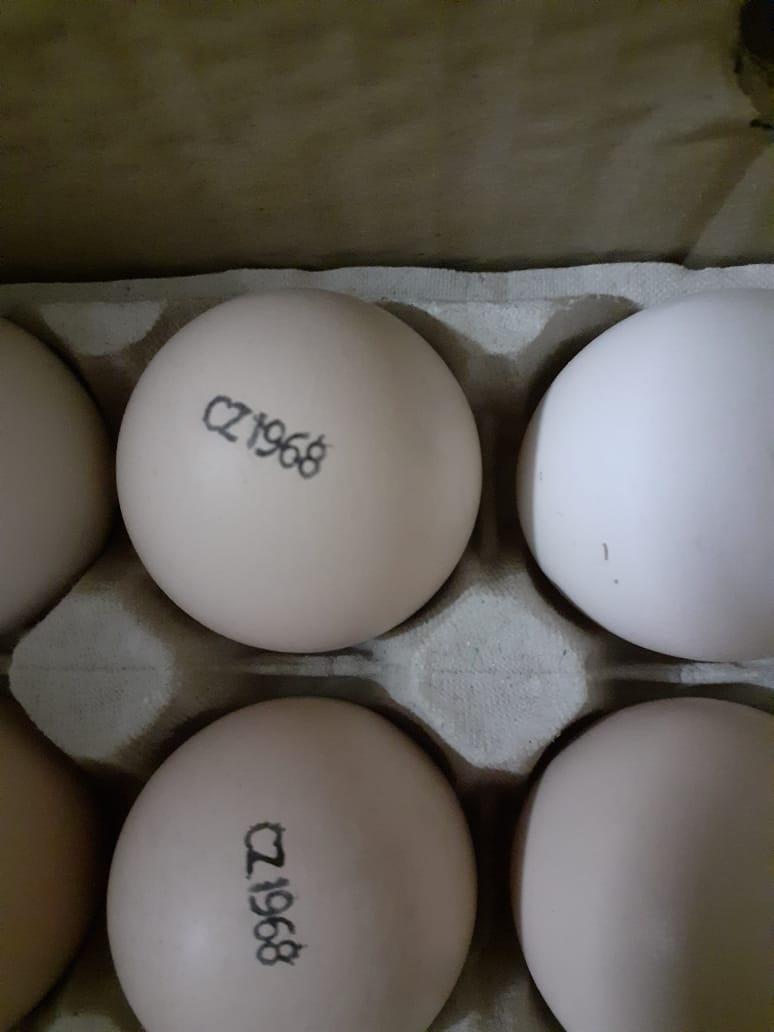 Кооб 700 Инкубационное яйцо - фотография № 2