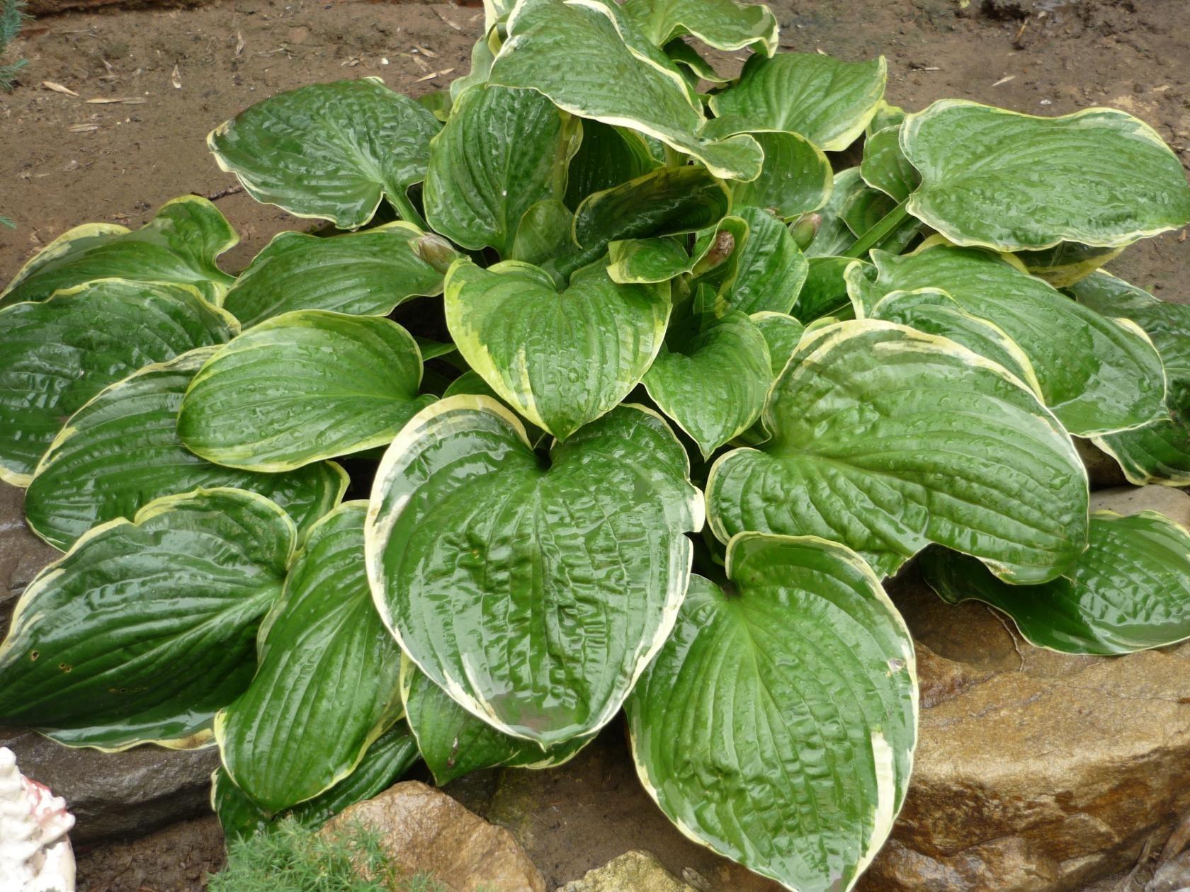 Хоста Hosta Risky Business