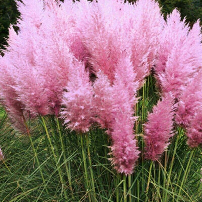 Кортадерия пампасная трава розовая. Кортадерия пампасная. Пампасская трава кортадерия. Растение с пушистыми метелками. Кортадерия (пампасная трава)семена.